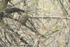 Cnemotriccus fuscatus