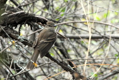 Cnemotriccus fuscatus