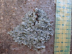 Parmotrema clavuliferum