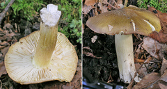 Tricholoma subsejunctum