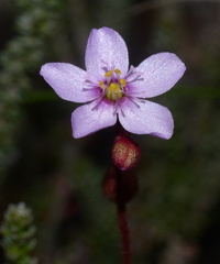 Drosera aliciae