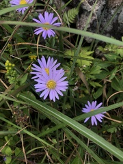 Aster