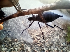 Blaps lusitanica