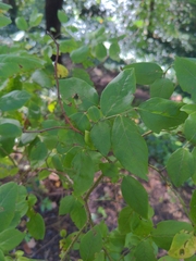 Vaccinium fuscatum