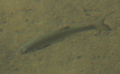 Squalius squalus