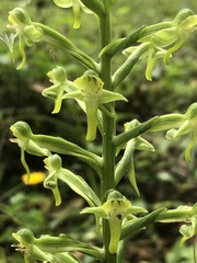 Habenaria floribunda