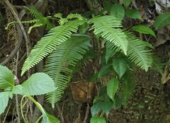 Dicranopteris