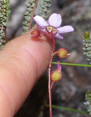 Drosera aliciae