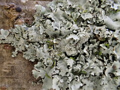 Parmotrema clavuliferum