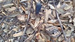 Blaps lusitanica