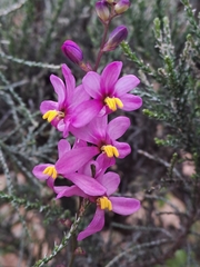 Ixia scillaris