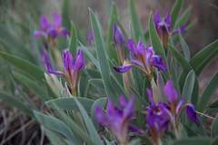 Iris glaucescens