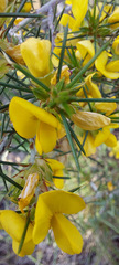 Ulex europaeus