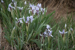 Iris glaucescens