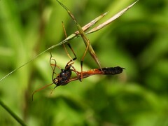 Therion circumflexum