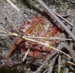 Drosera aliciae
