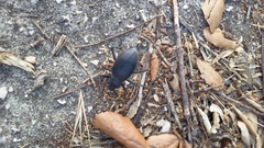 Blaps lusitanica
