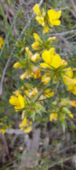 Ulex europaeus