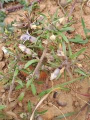 Microcodon glomeratus