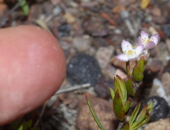 Lachnaea burchellii