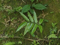Angiopteris lygodiifolia