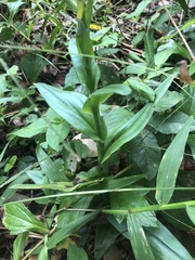 Habenaria floribunda