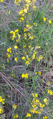 Ulex europaeus