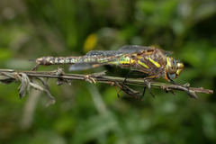 Rhionaeschna diffinis