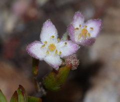 Lachnaea burchellii