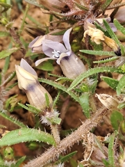 Microcodon glomeratus
