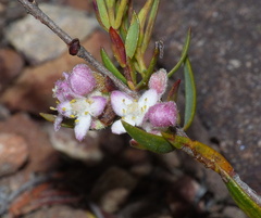 Lachnaea burchellii