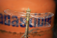 Rhionaeschna diffinis