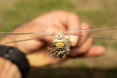 Rhionaeschna diffinis