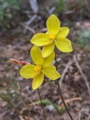 Cyanella lutea