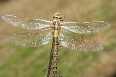 Rhionaeschna diffinis