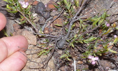 Lachnaea burchellii