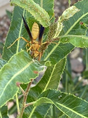 Polistes flavus