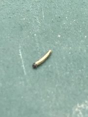 Cydalima perspectalis