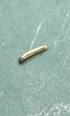 Cydalima perspectalis