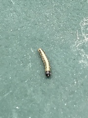 Cydalima perspectalis