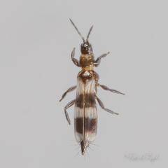 Aeolothrips