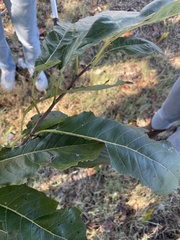 Eriobotrya japonica