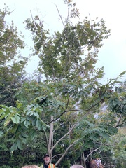 Juglans cinerea