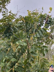 Juglans cinerea