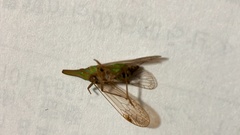 Raivuna patruelis