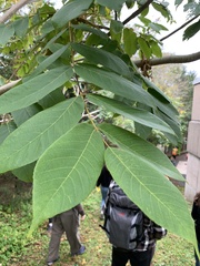 Juglans cinerea