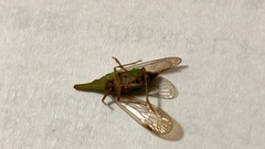 Raivuna patruelis