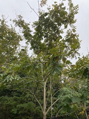 Juglans cinerea