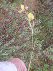 Moraea bellendenii