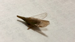 Raivuna patruelis